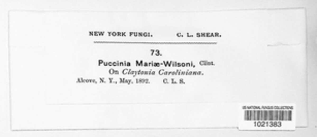 Puccinia mariae-wilsoni image